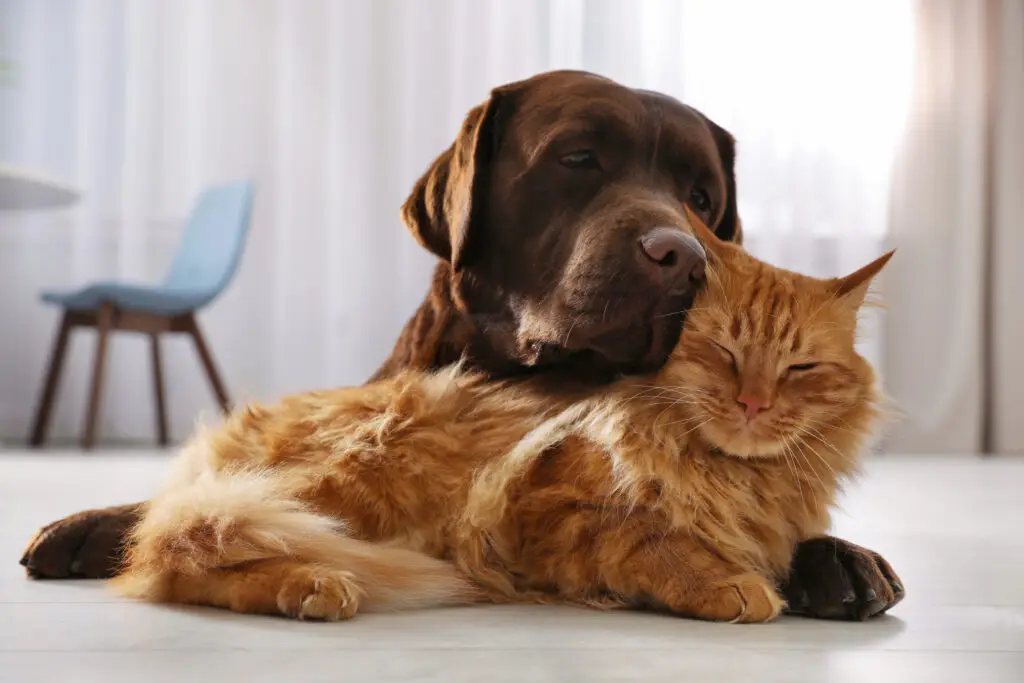 Labrador Retriever chocolat affectueux qui serre le chat roux dans ses bras.